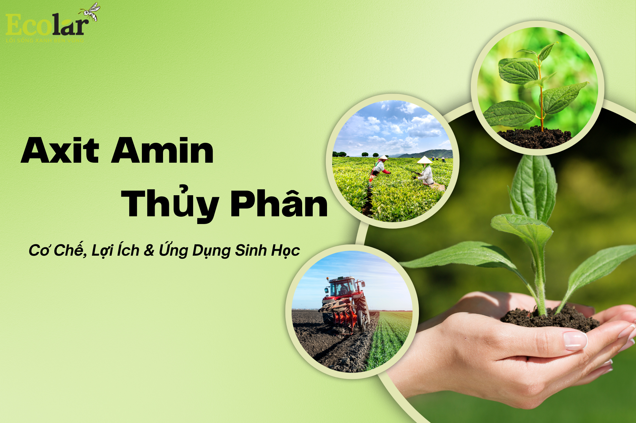 Axit Amin Thủy Phân: Cơ Chế, Lợi Ích & Ứng Dụng Sinh Học