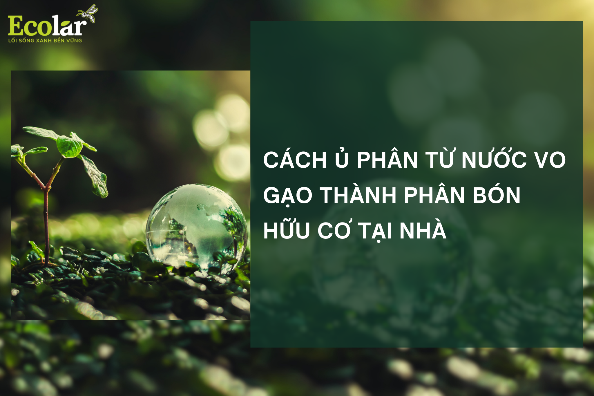 Cách ủ phân từ nước vo gạo thành phân bón hữu cơ tại nhà