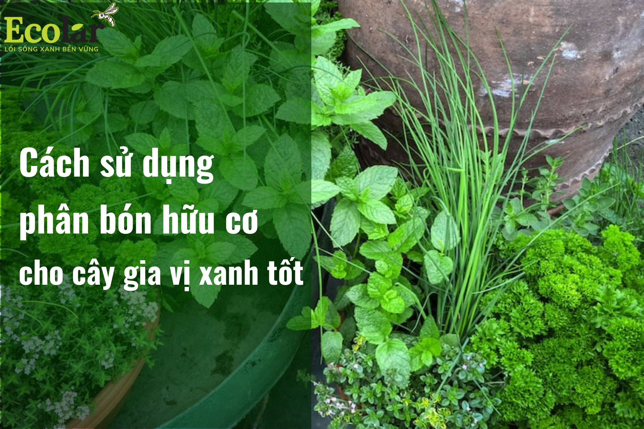 Cách sử dụng phân bón hữu cơ cho cây gia vị xanh tốt