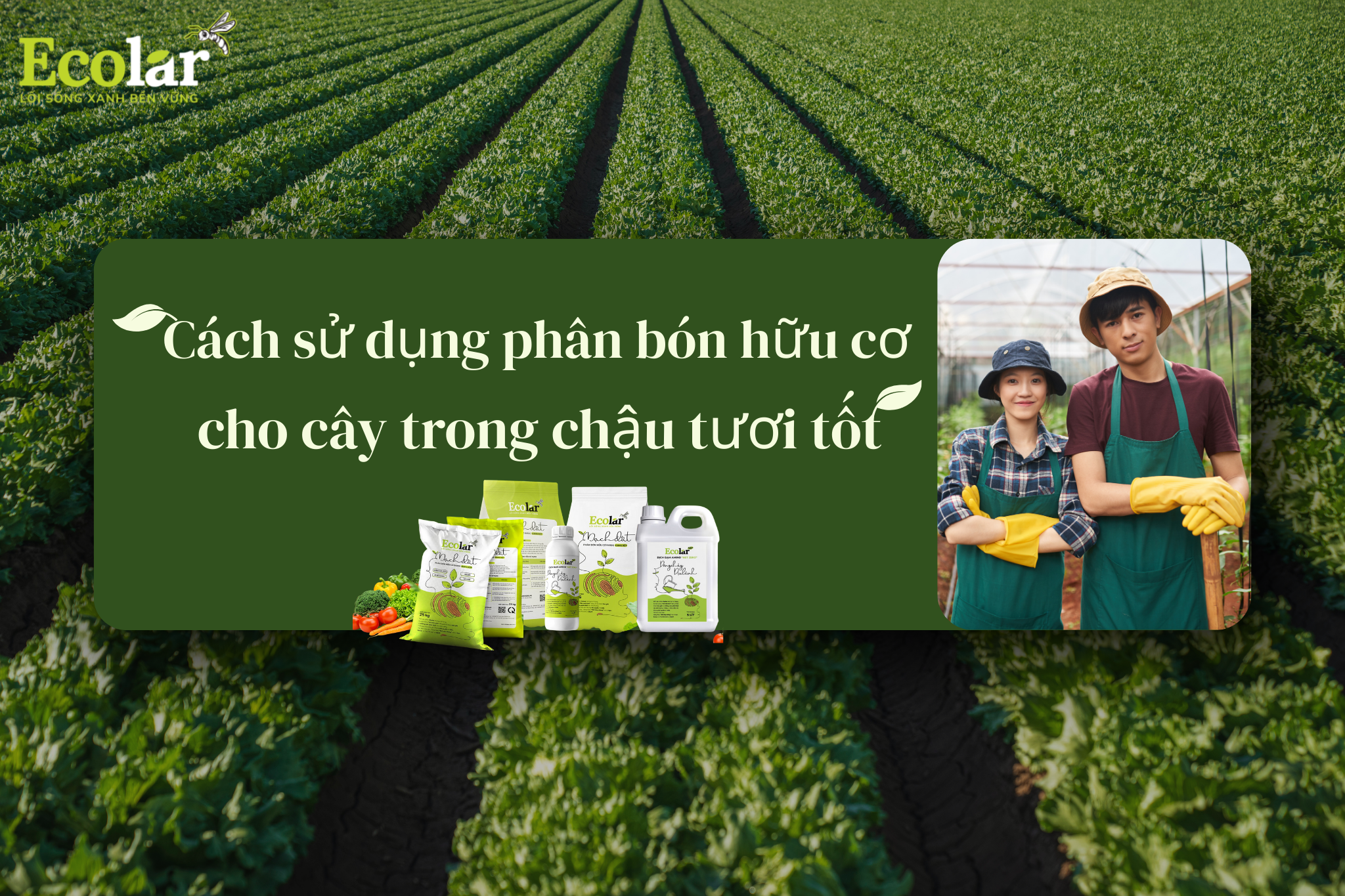 Cách sử dụng phân bón hữu cơ cho cây trong chậu tươi tốt