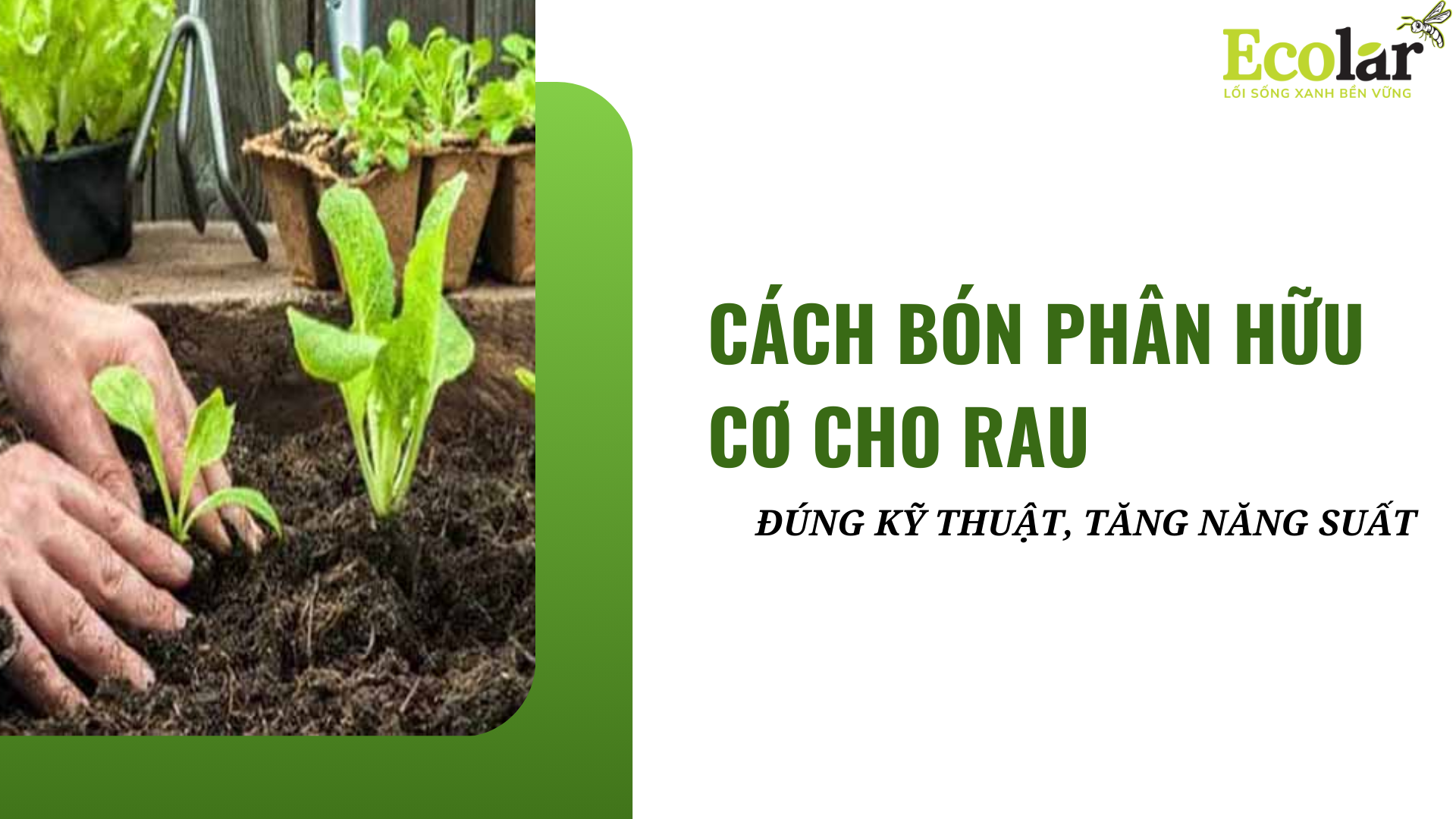 Cách Bón Phân Hữu Cơ Cho Rau Đúng Kỹ Thuật, Tăng Năng Suất