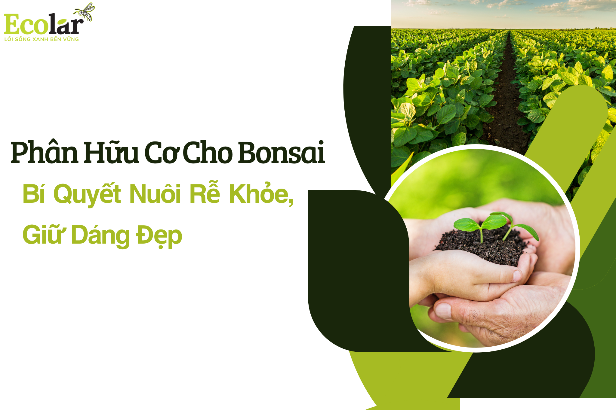Phân Hữu Cơ Cho Bonsai: Bí Quyết Nuôi Rễ Khỏe, Giữ Dáng Đẹp