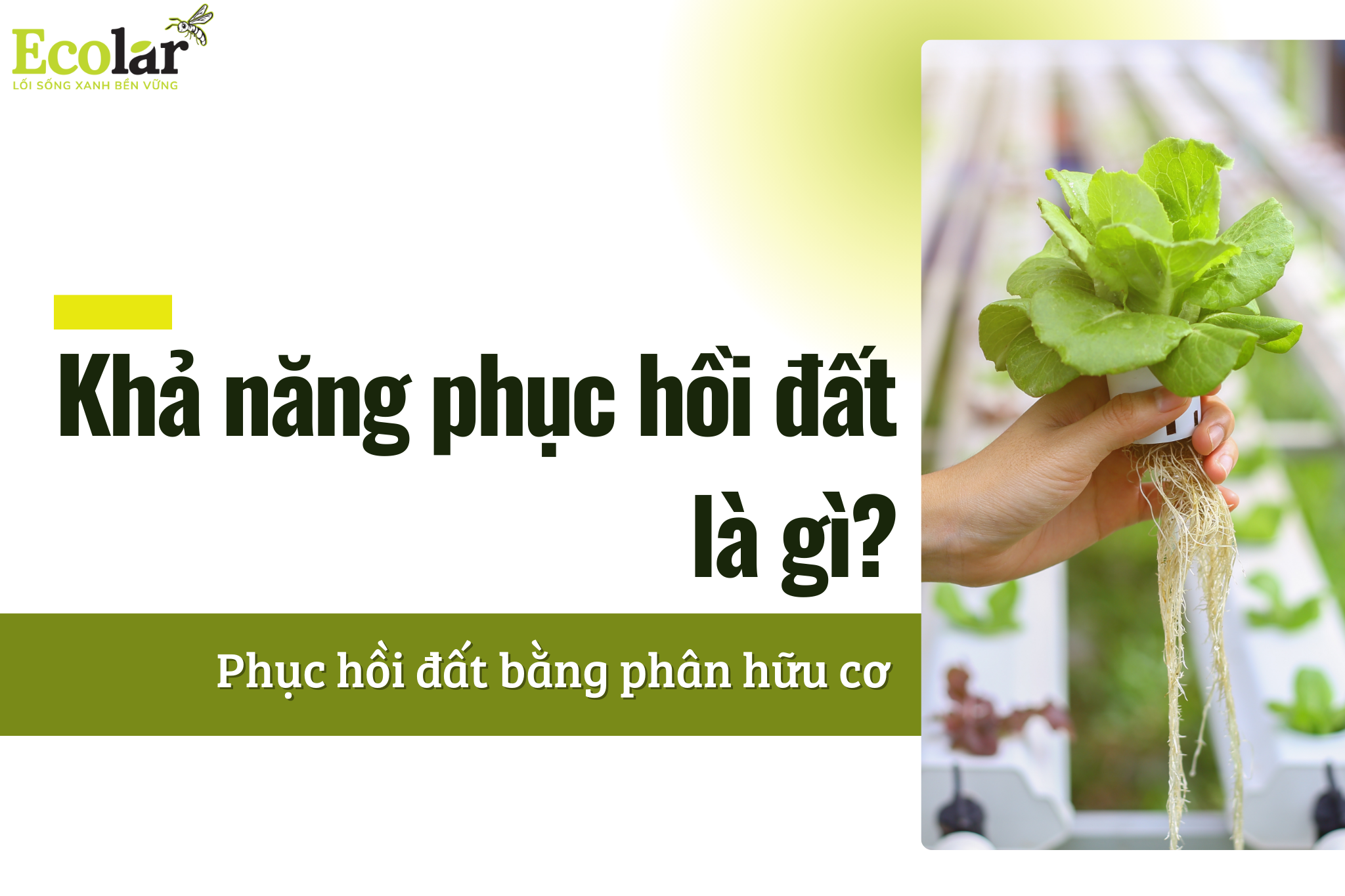 Khả năng phục hồi đất là gì? Phục hồi đất bằng phân hữu cơ