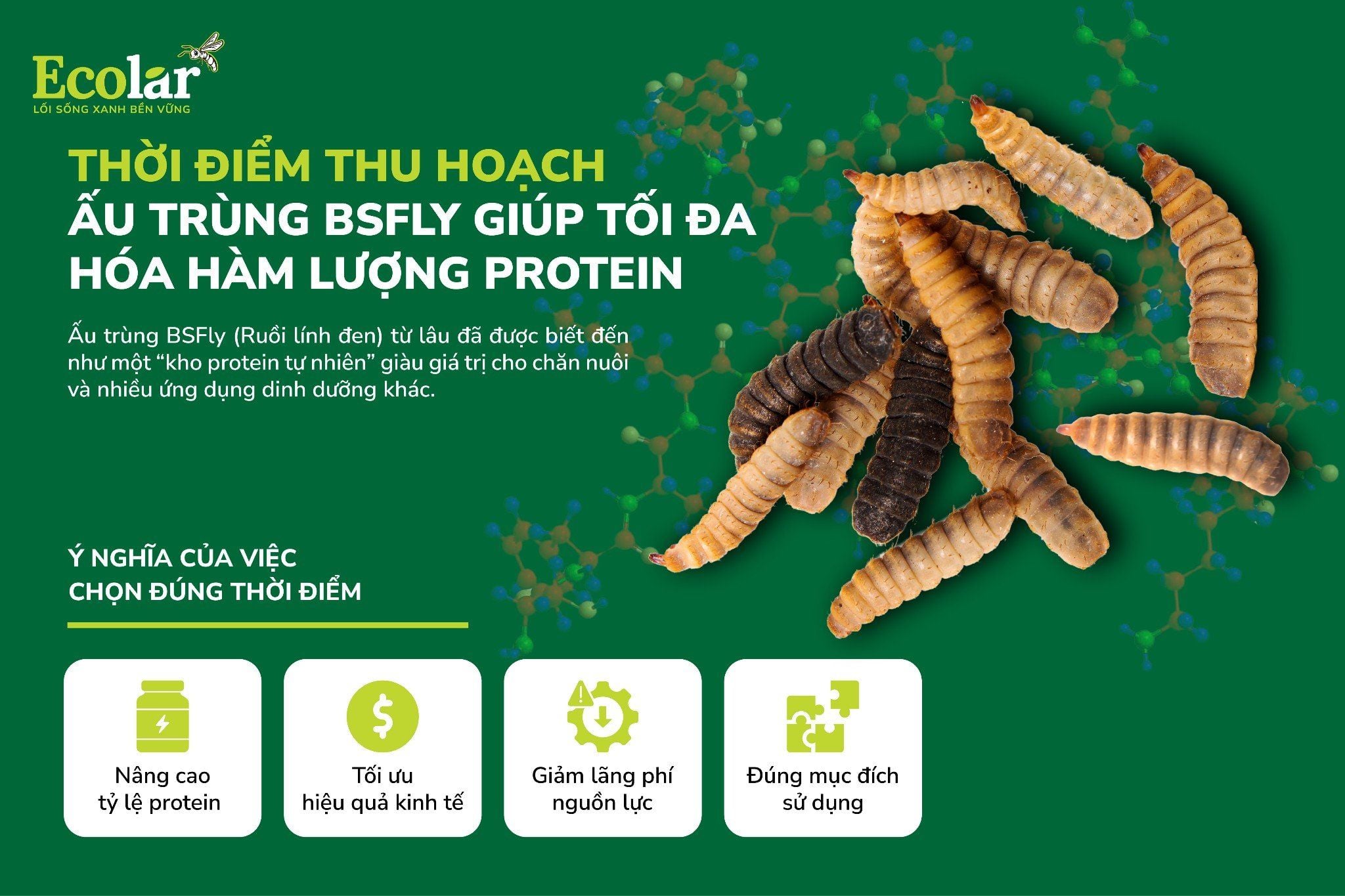 Thời Điểm Thu Hoạch Ấu Trùng BSFly Giúp Tối Đa Hóa Hàm Lượng Protein