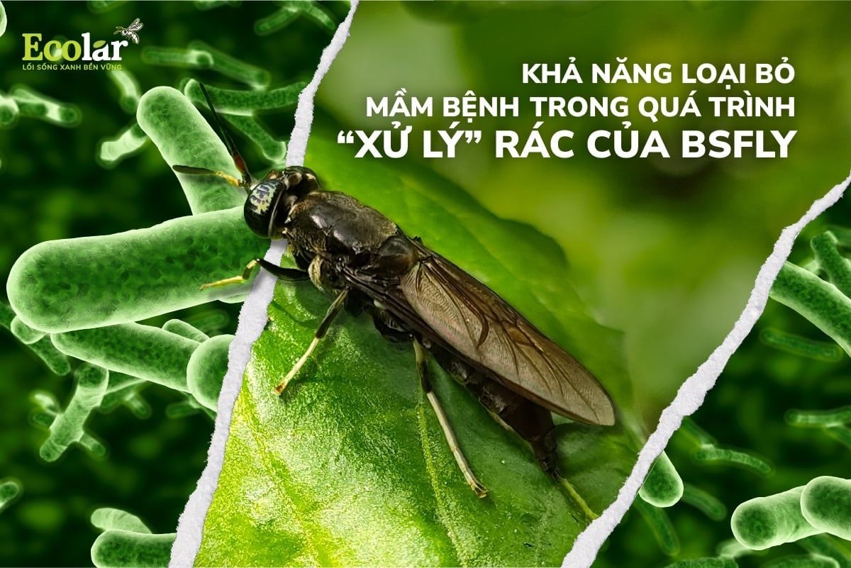 Khả Năng Loại Bỏ Mầm Bệnh (Salmonella, E.coli, Enterococcus) Trong Quá Trình “Xử Lý” Rác Của BSFly