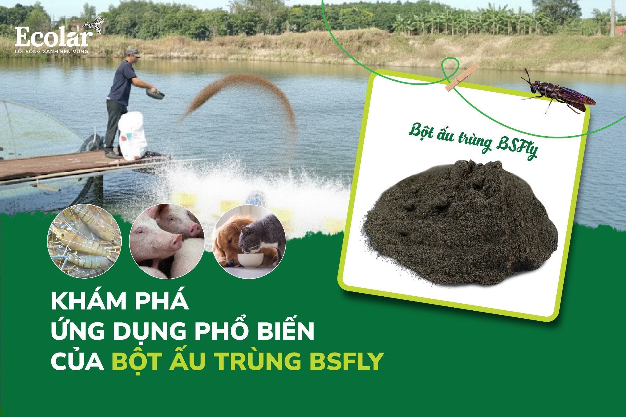 Khám Phá Ứng Dụng Phổ Biến Của Bột Ấu Trùng BSFly