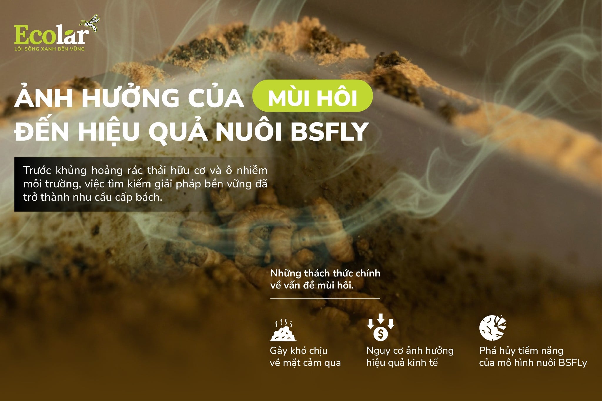Ảnh Hưởng Của Mùi Hôi Đến Hiệu Quả Nuôi BSFly
