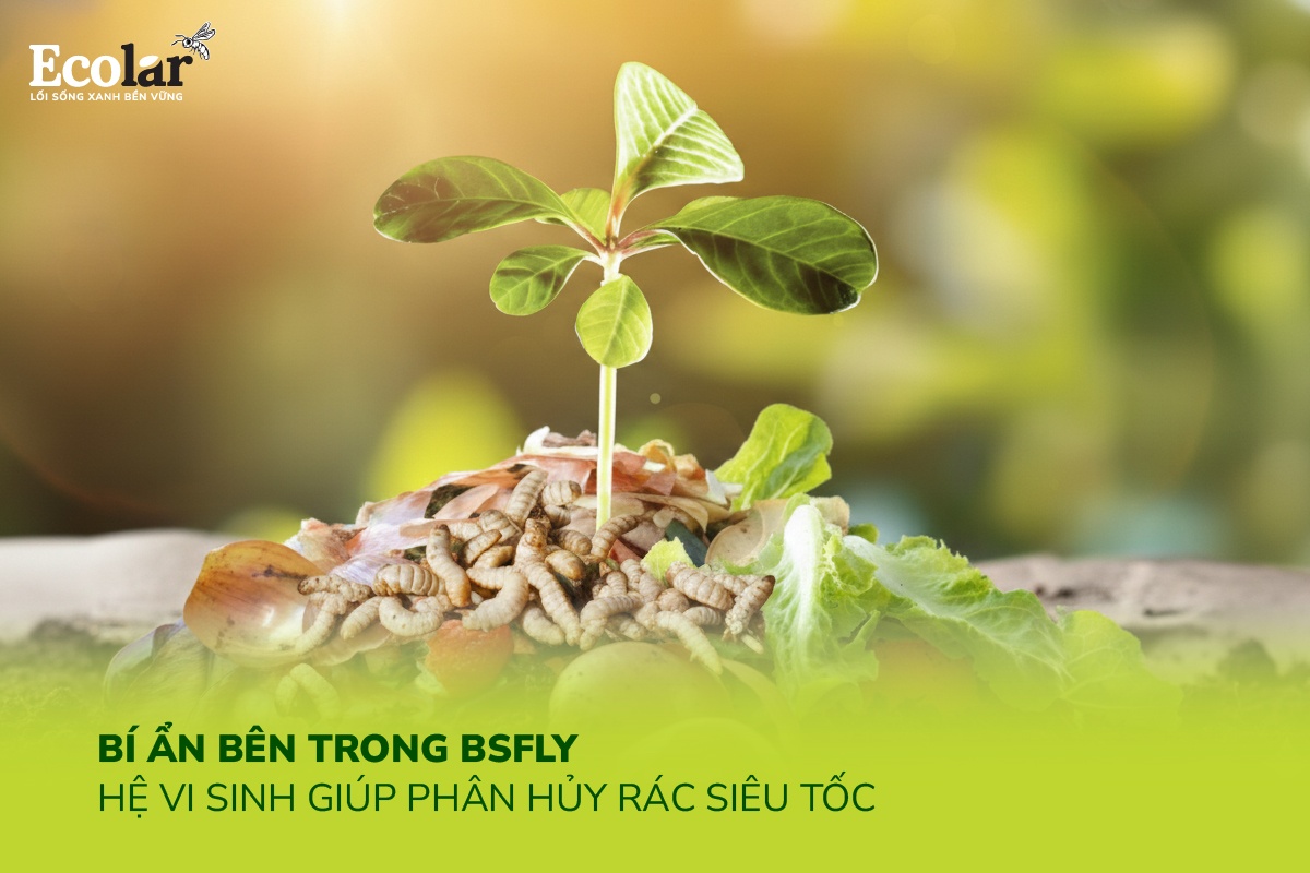 Bí Ẩn Bên Trong BSFly: Hệ Vi Sinh Giúp Phân Hủy Rác Siêu Tốc
