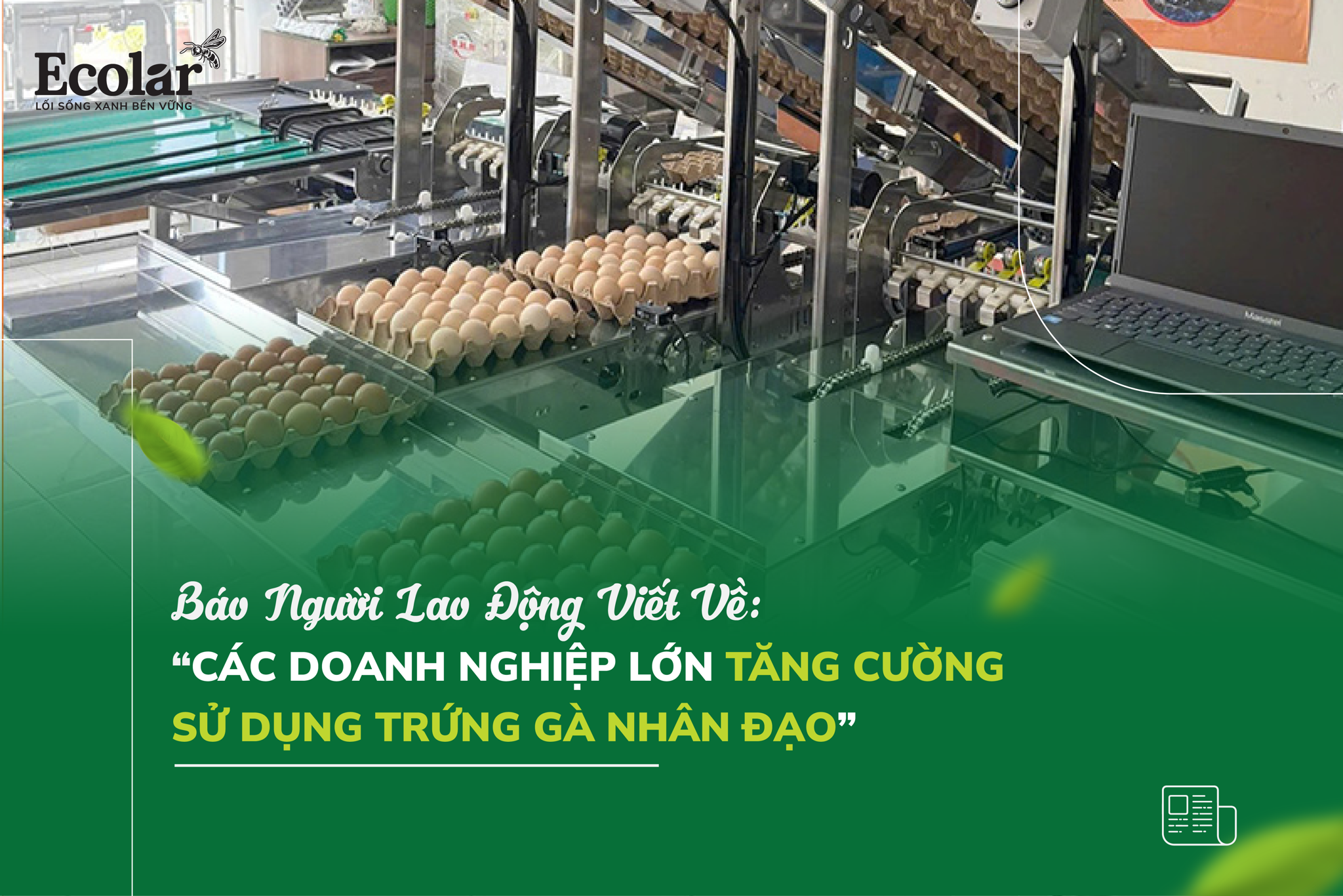 Các Doanh Nghiệp Lớn Tăng Cường Sử Dụng Trứng Gà Nhân Đạo