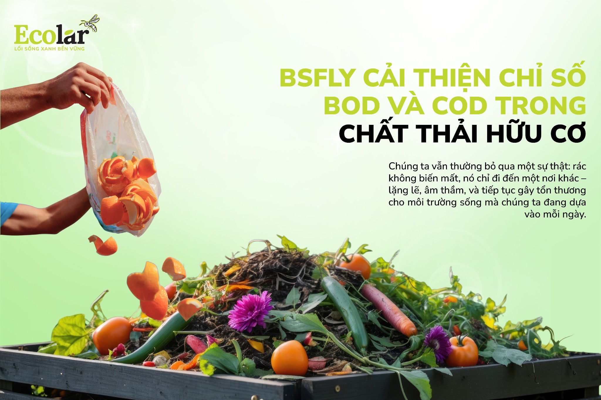 BSFly Cải Thiện Chỉ Số BOD Và COD Trong Chất Thải Hữu Cơ
