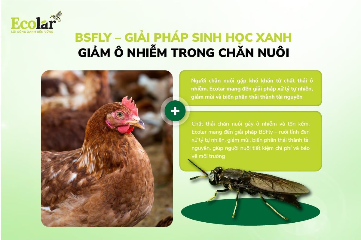 BSFly – Giải Pháp Sinh Học Xanh Giúp Giảm Ô Nhiễm Trong Chăn Nuôi