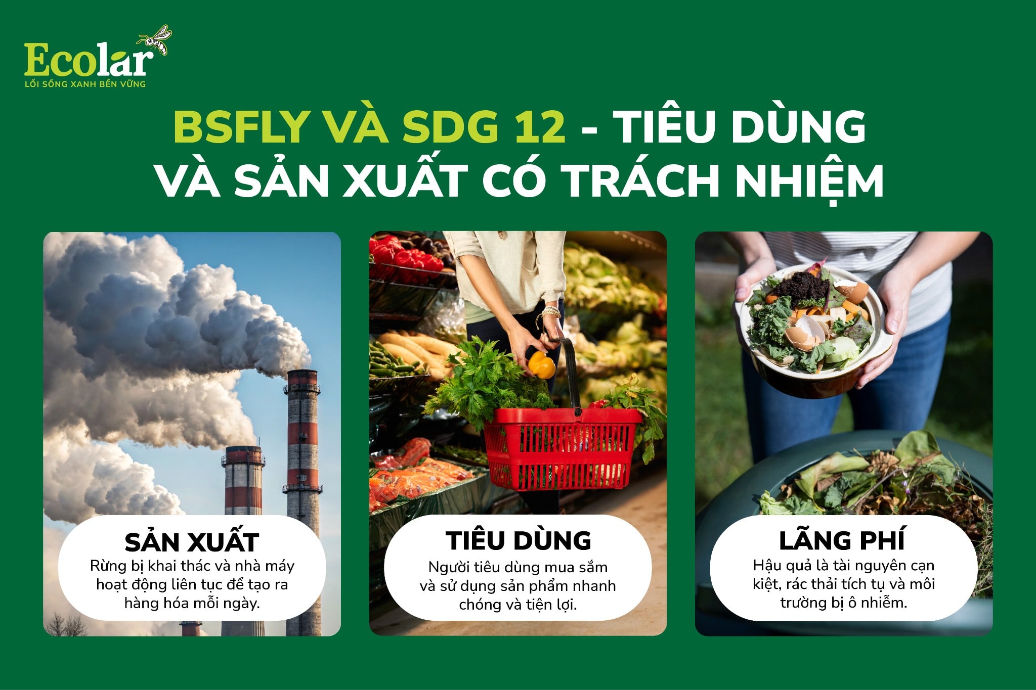 BSFly Và SDG 12 – Tiêu Dùng Và Sản Xuất Có Trách Nhiệm