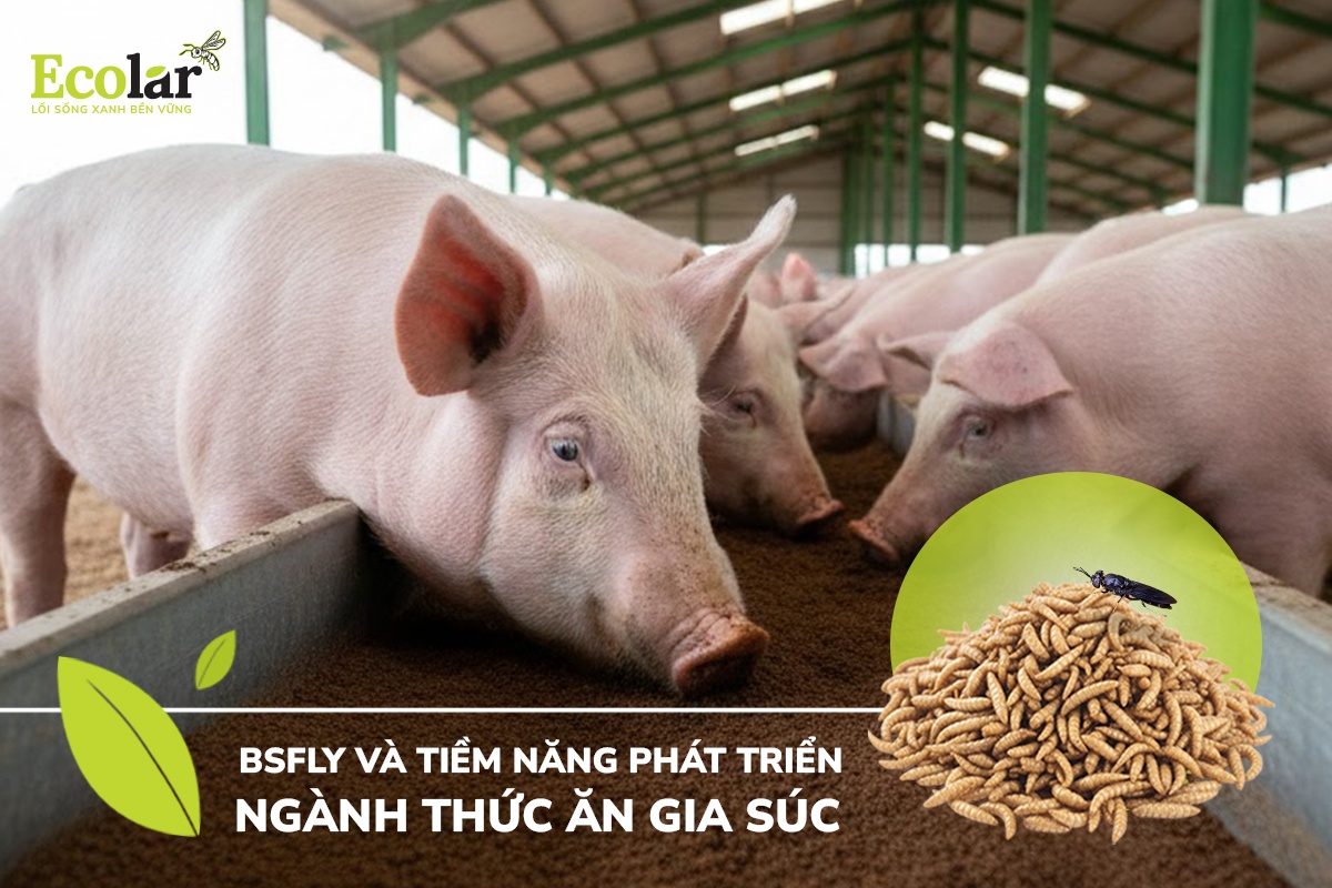 BSFly Và Tiềm Năng Phát Triển Ngành Thức Ăn Gia Súc