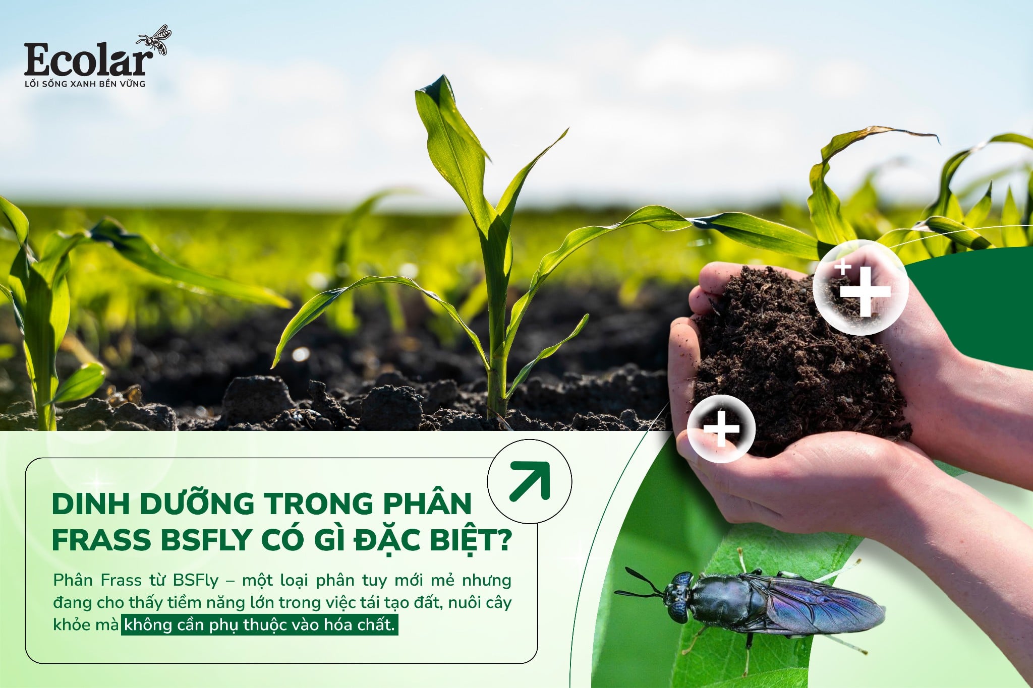 Dinh Dưỡng Trong Phân Frass Từ BSFly Có Gì Đặc Biệt?