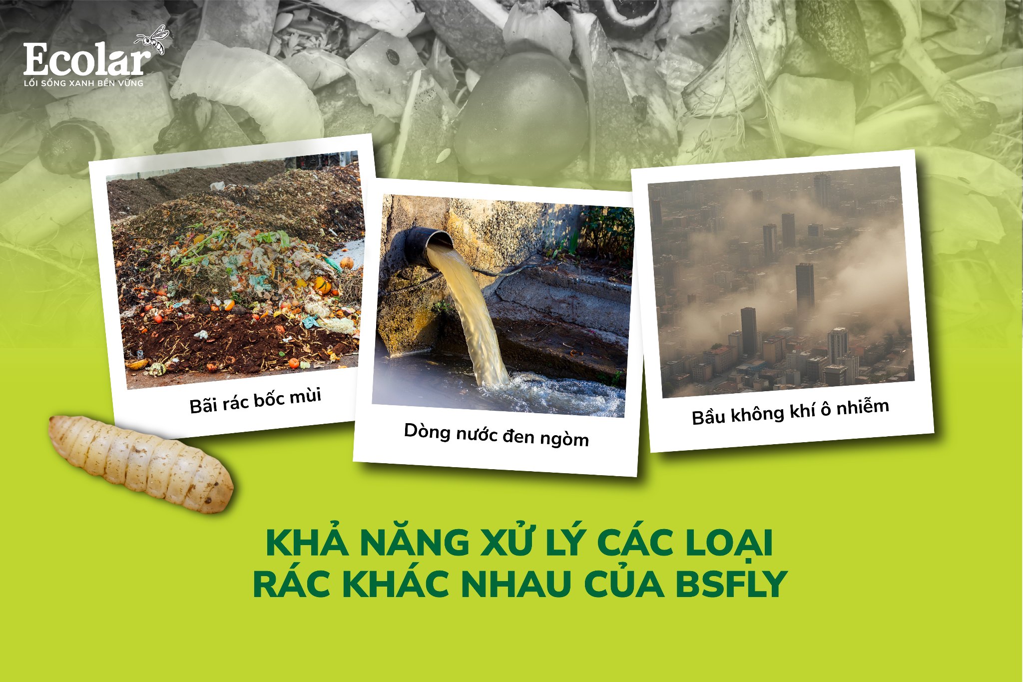 Khả Năng Xử Lý Các Loại Rác Khác Nhau Của BSFly