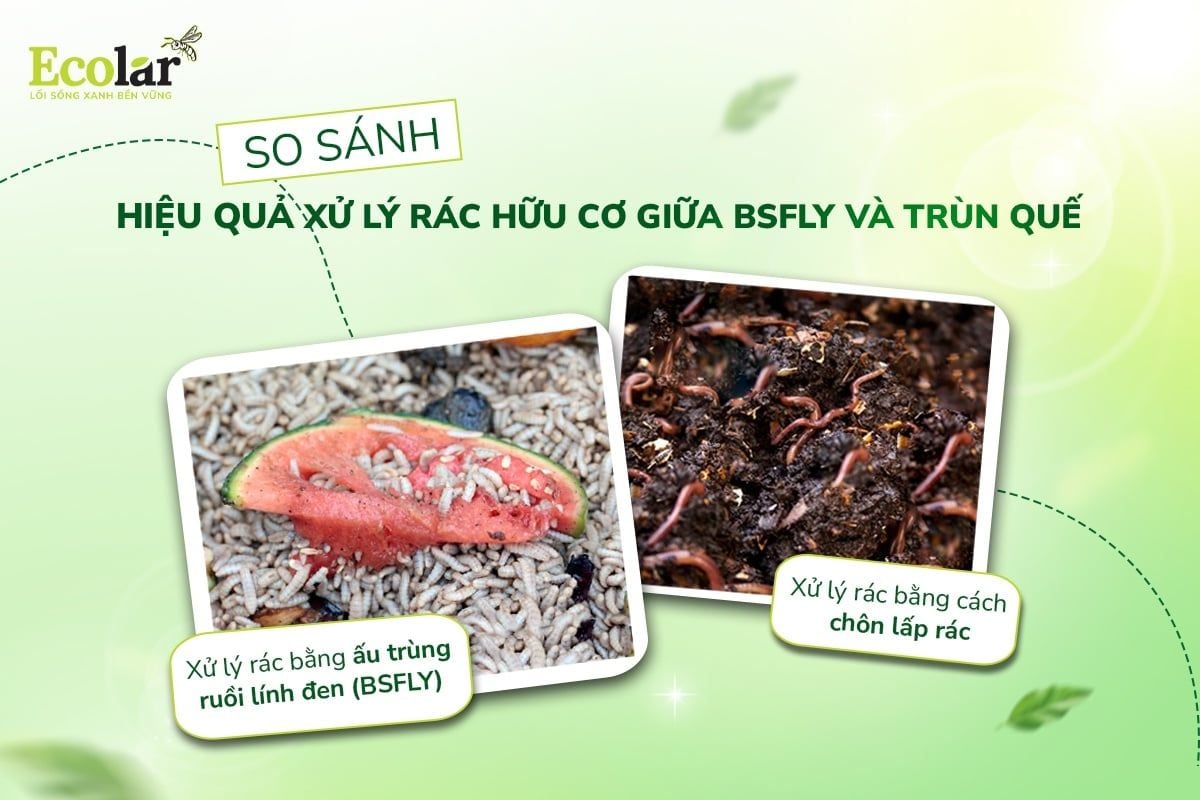 So Sánh Hiệu Quả Xử Lý Rác Hữu Cơ Giữa BSFly Và Trùn Quế