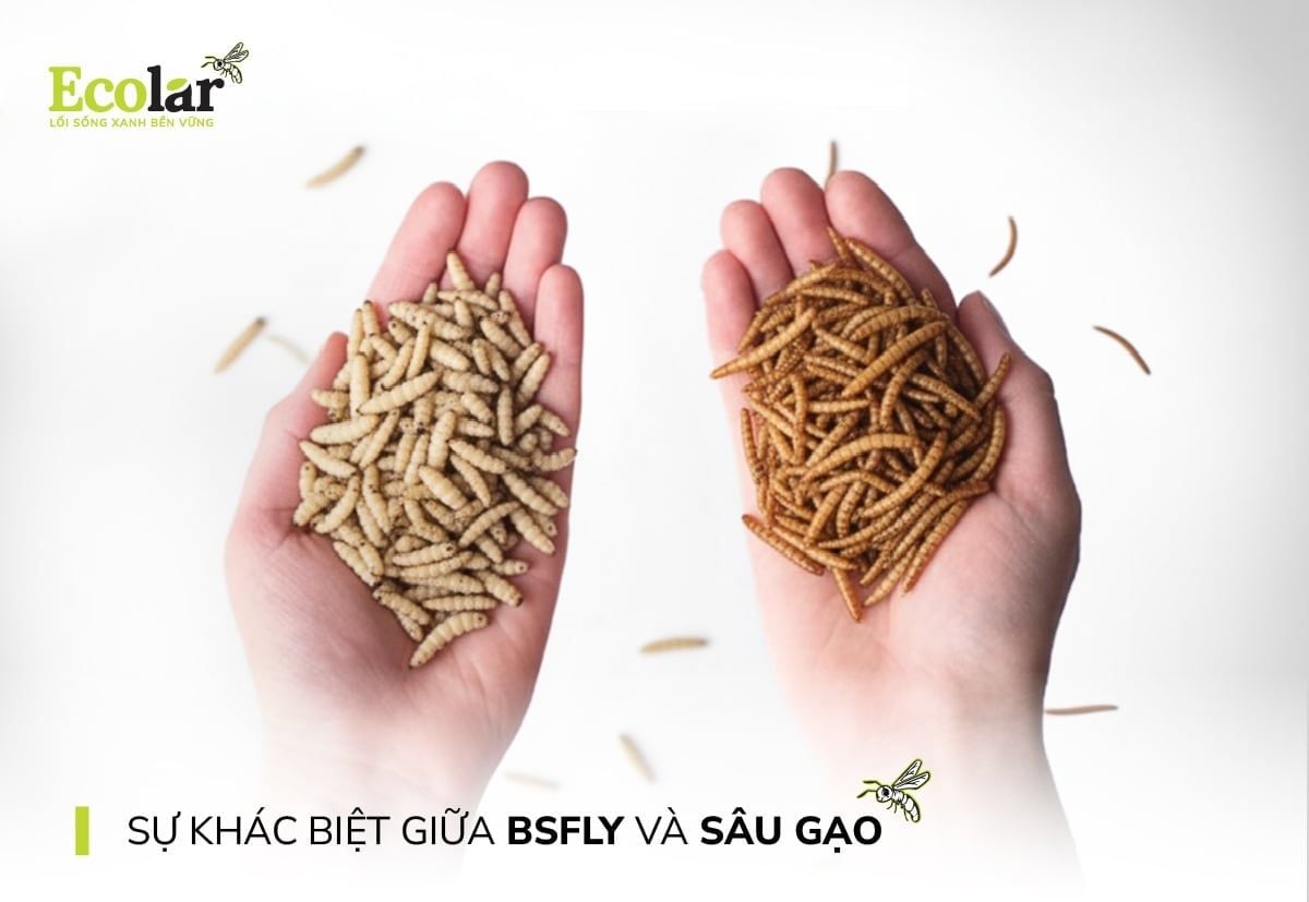 Sự Khác Biệt Giữa Ấu Trùng BSFly Và Sâu Gạo