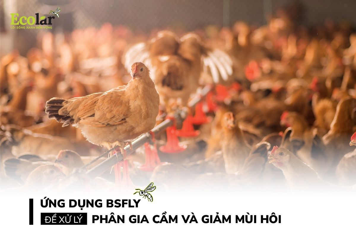 Ứng Dụng BSFly Để Xử Lý Phân Gia Cầm Và Giảm Mùi Hôi