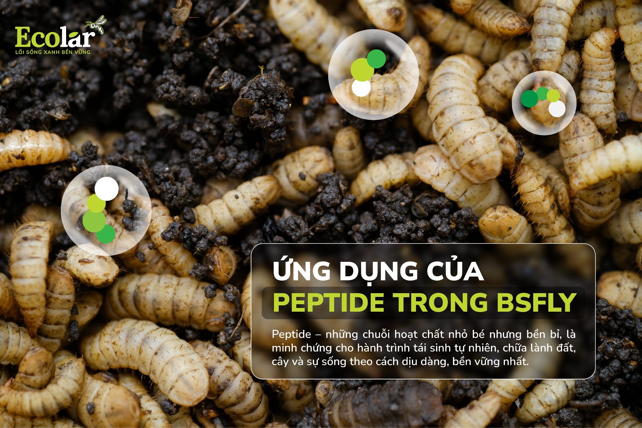 Ứng Dụng Của Peptide Trong BSFly
