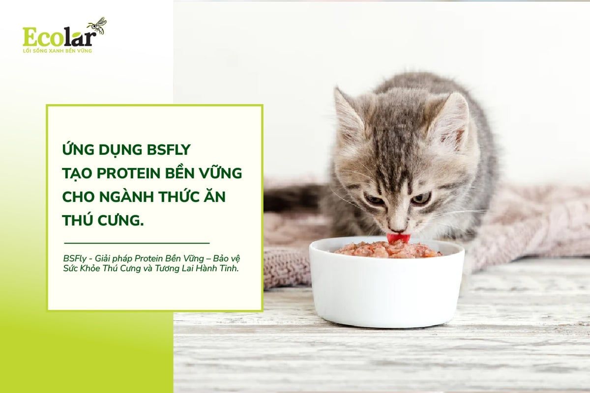 Ứng Dụng BSFly Tạo Protein Bền Vững Cho Ngành Thức Ăn Thú Cưng