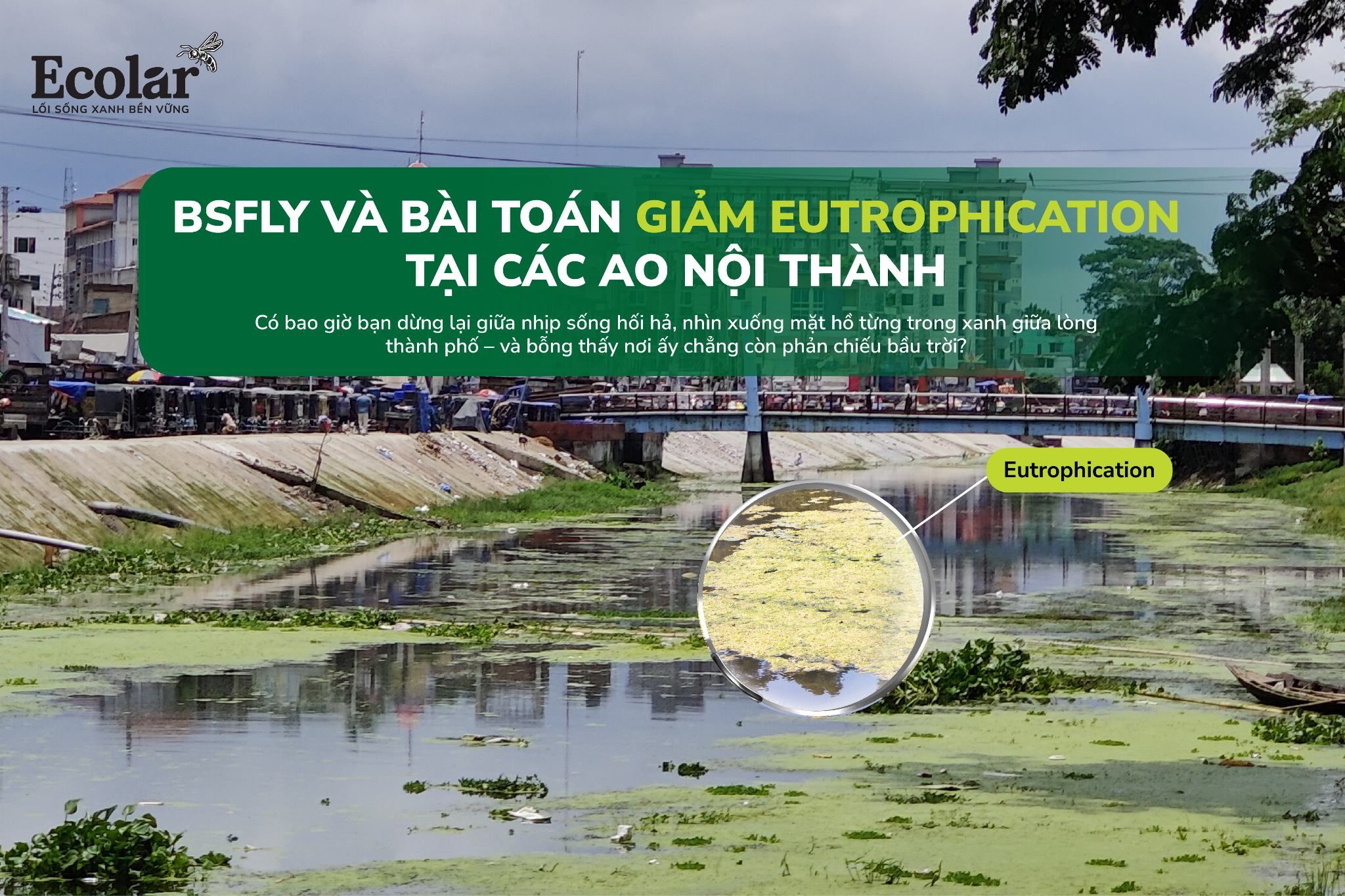 BSFly Và Bài Toán Giảm Eutrophication Tại Các Ao Hồ Nội Thành