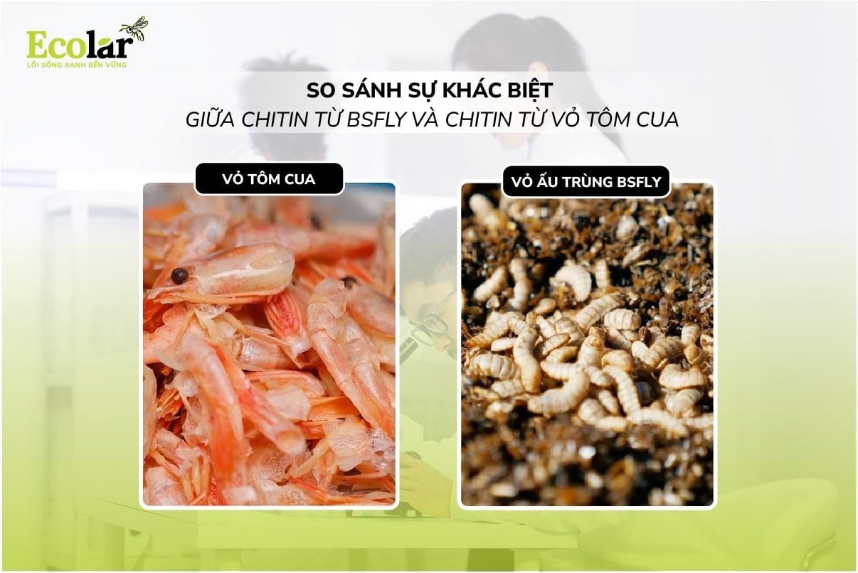 So Sánh Sự Khác Biệt Giữa Chitin Từ BSFly Và Chitin Từ Vỏ Tôm Cua