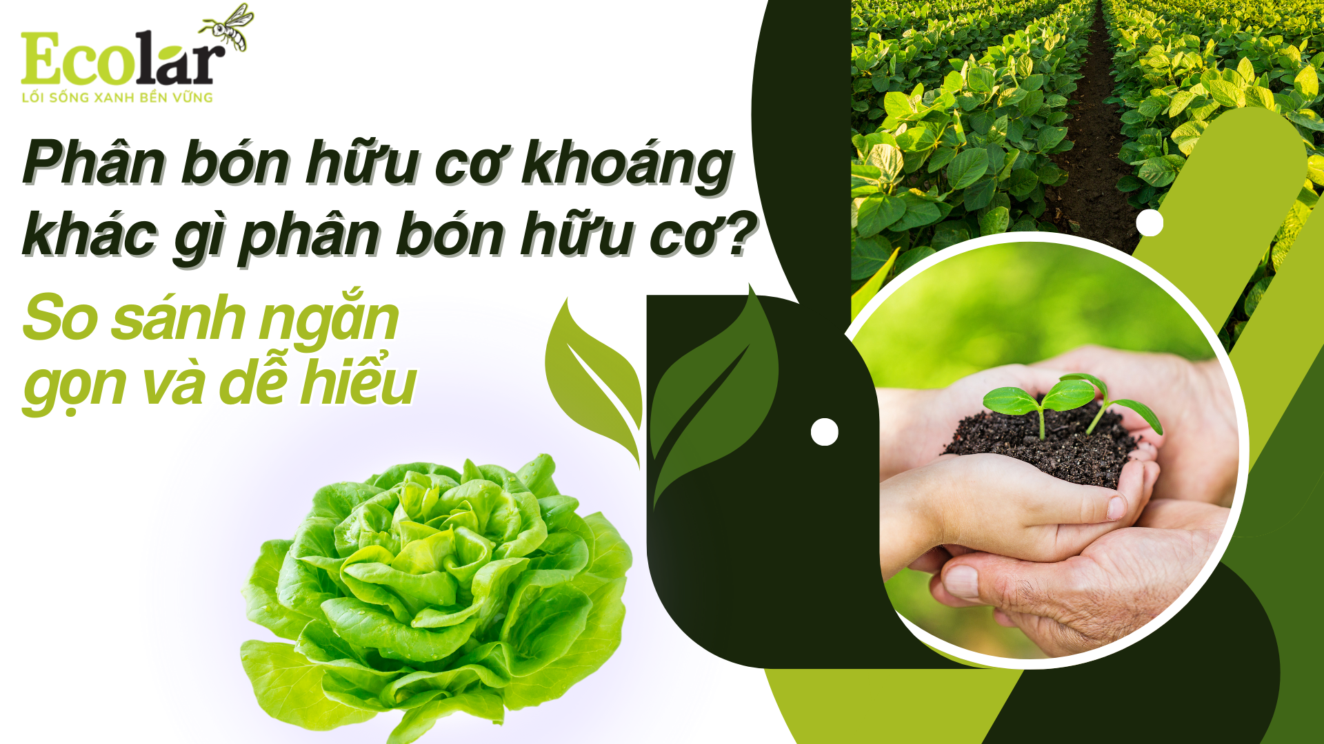 Phân bón hữu cơ khoáng khác gì phân bón hữu cơ? So sánh ngắn gọn và dễ hiểu