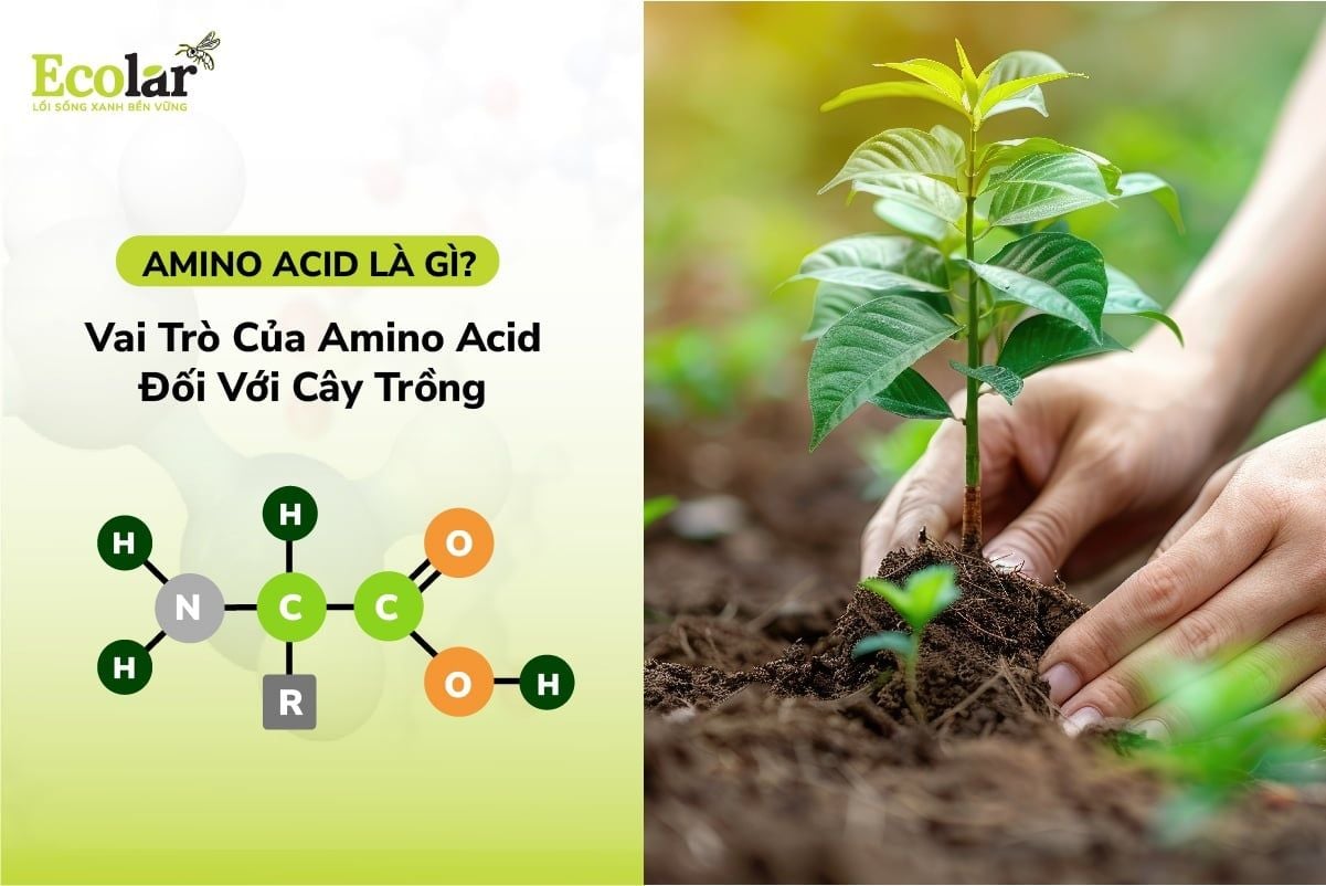 Amino Acid Là Gì? Vai Trò Của Amino Acid Đối Với Cây Trồng