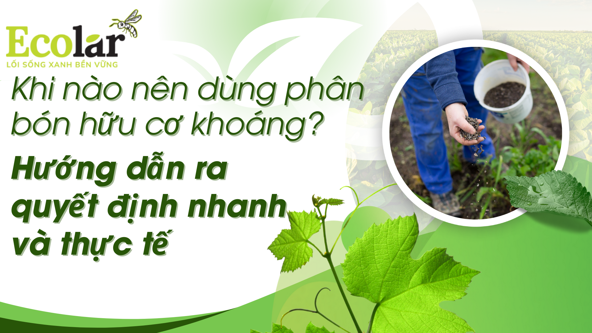 Khi nào nên dùng phân bón hữu cơ khoáng? Hướng dẫn ra quyết định nhanh và thực tế