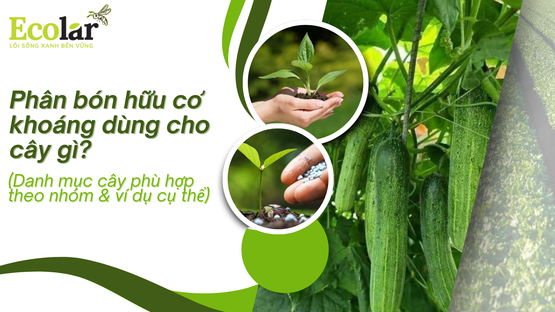 Phân bón hữu cơ khoáng dùng cho cây gì? (Danh mục cây phù hợp theo nhóm & ví dụ cụ thể)