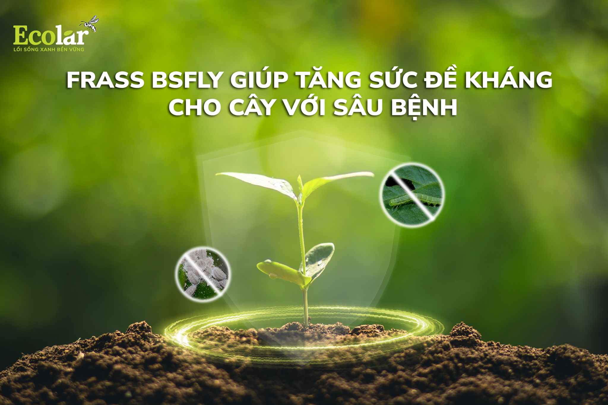 Frass BSFly Giúp Tăng Sức Đề Kháng Cho Cây Với Sâu Bệnh