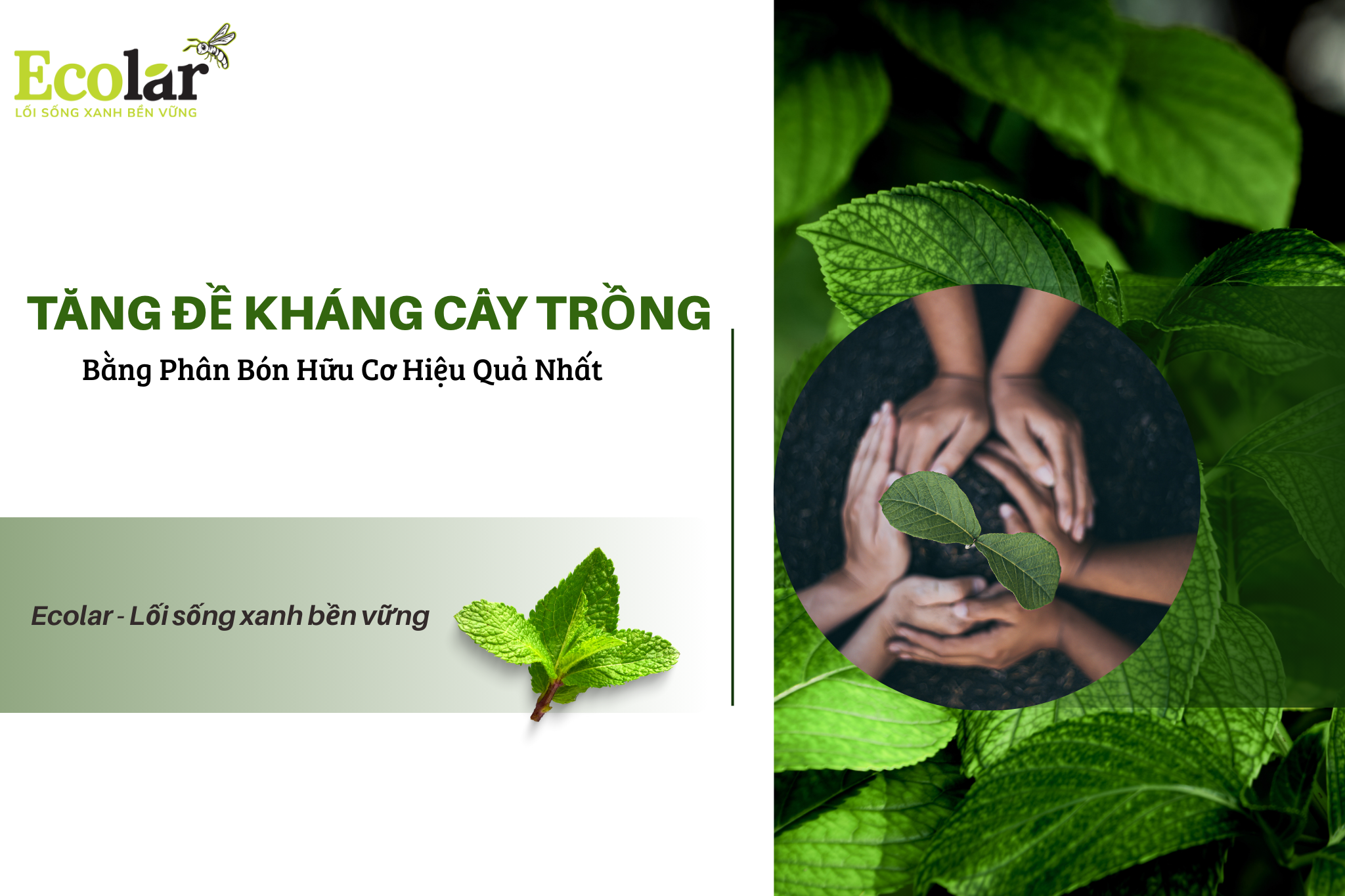 Tăng Đề Kháng Cây Trồng Bằng Phân Bón Hữu Cơ Hiệu Quả Nhất