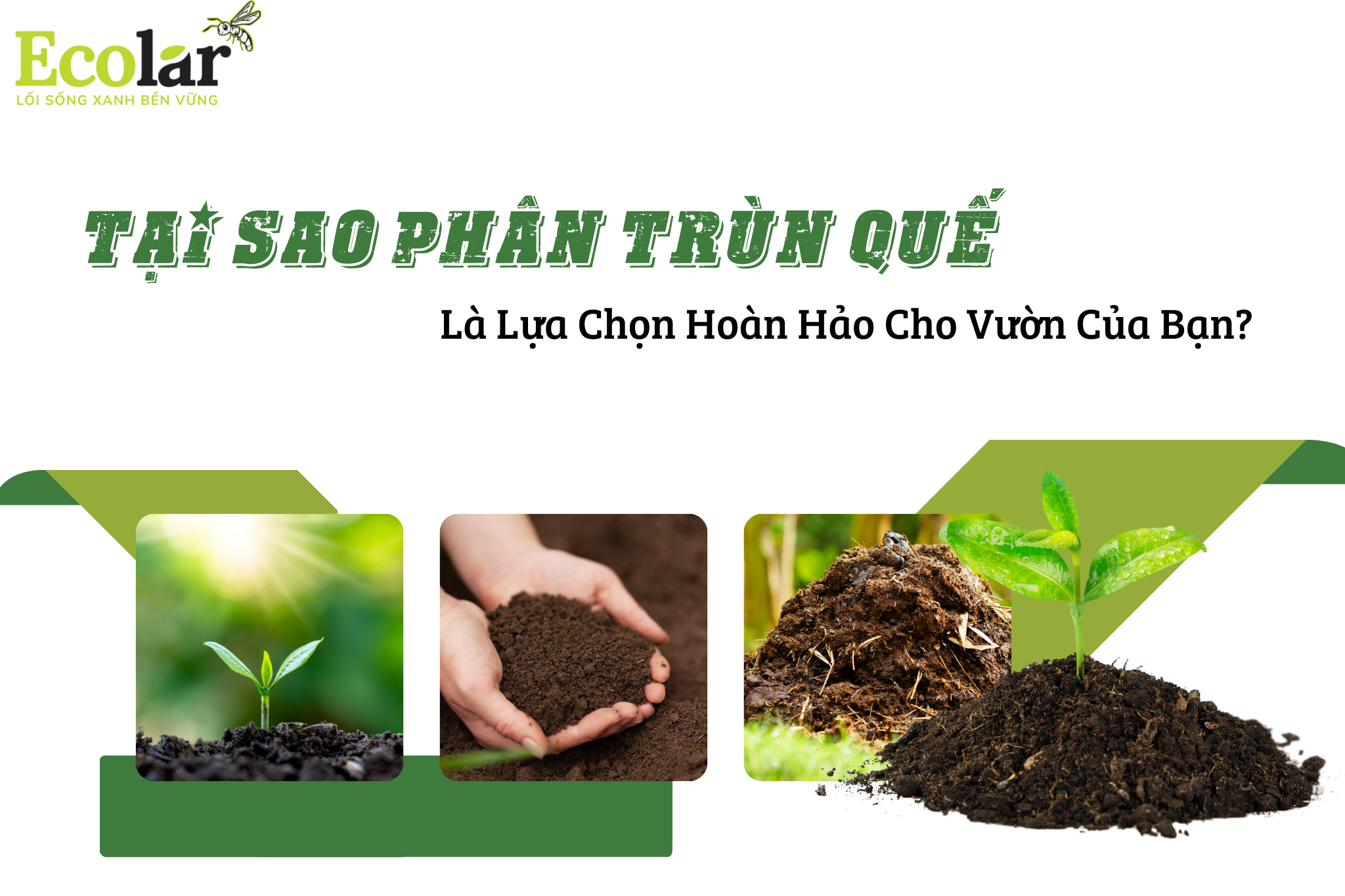 Tại Sao Phân Trùn Quế Là Lựa Chọn Hoàn Hảo Cho Vườn Của Bạn?
