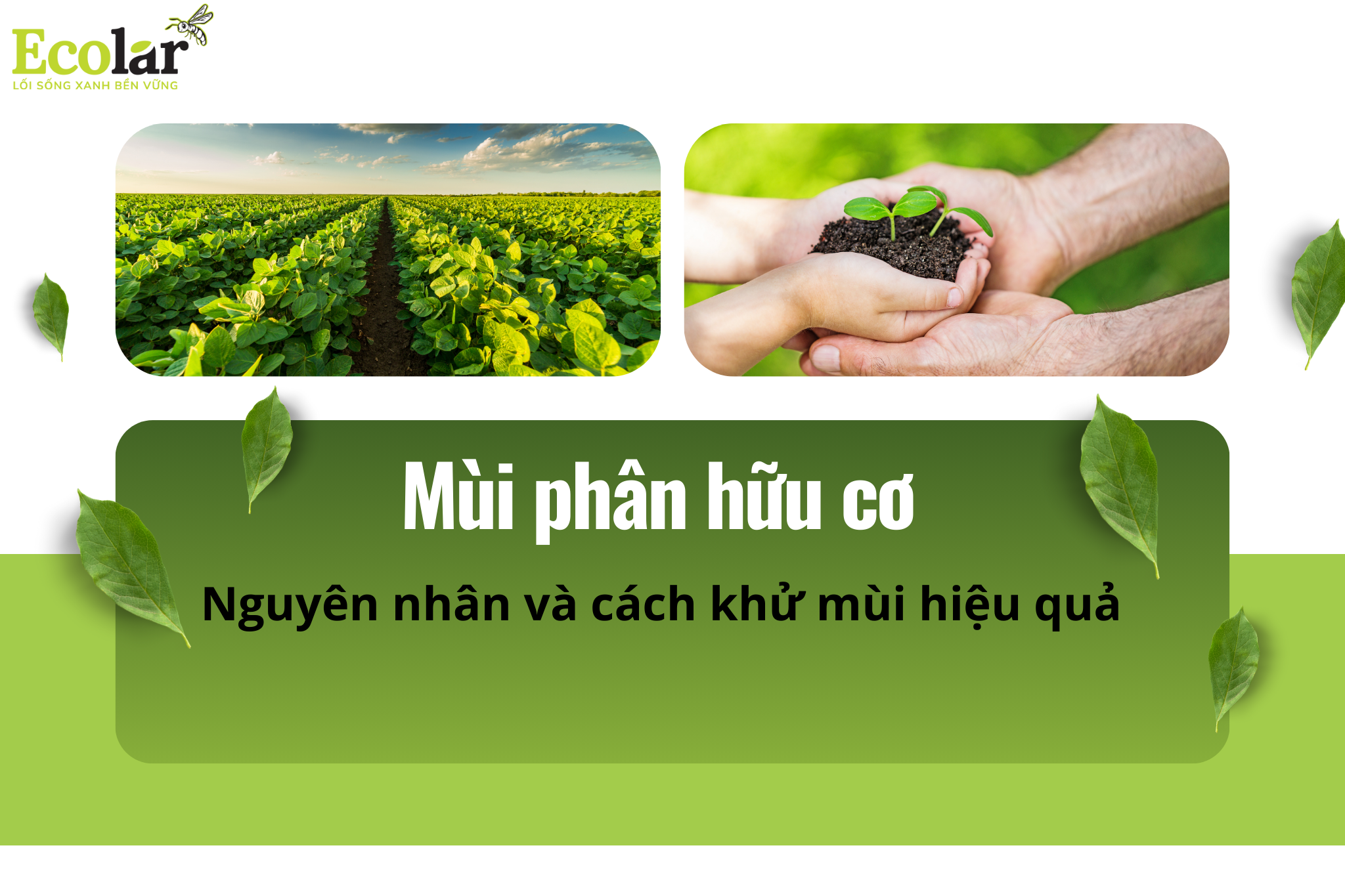 Mùi phân hữu cơ: Nguyên nhân và cách khử mùi hiệu quả