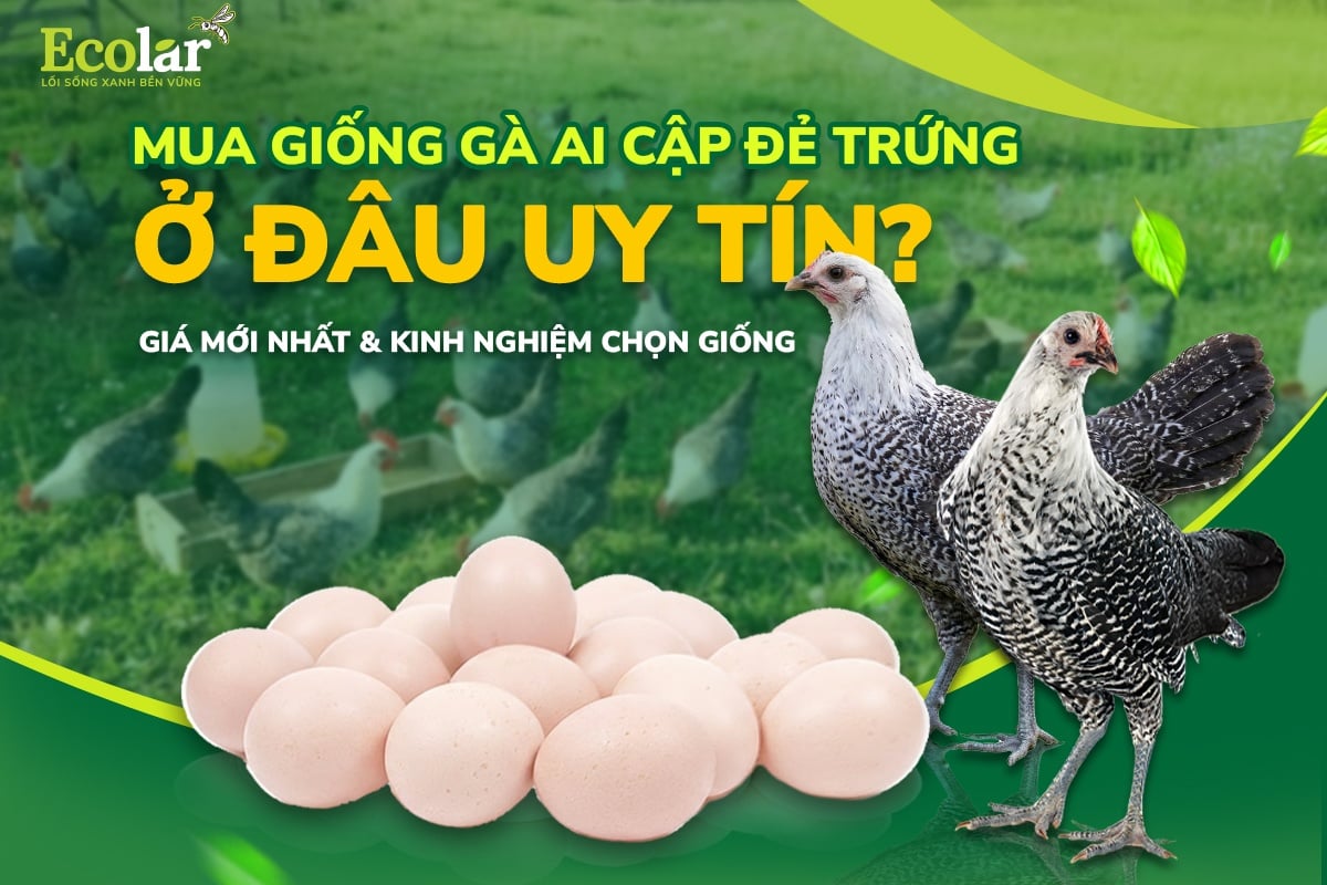 Mua Giống Gà Ai Cập Đẻ Trứng Ở Đâu Uy Tín? Giá Mới Nhất & Kinh Nghiệm Chọn Giống
