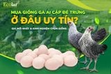 Mua Giống Gà Ai Cập Đẻ Trứng Ở Đâu Uy Tín? Giá Mới Nhất & Kinh Nghiệm Chọn Giống