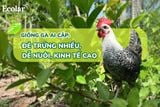 Giống Gà Ai Cập: Đẻ Trứng Nhiều, Dễ Nuôi, Kinh Tế Cao