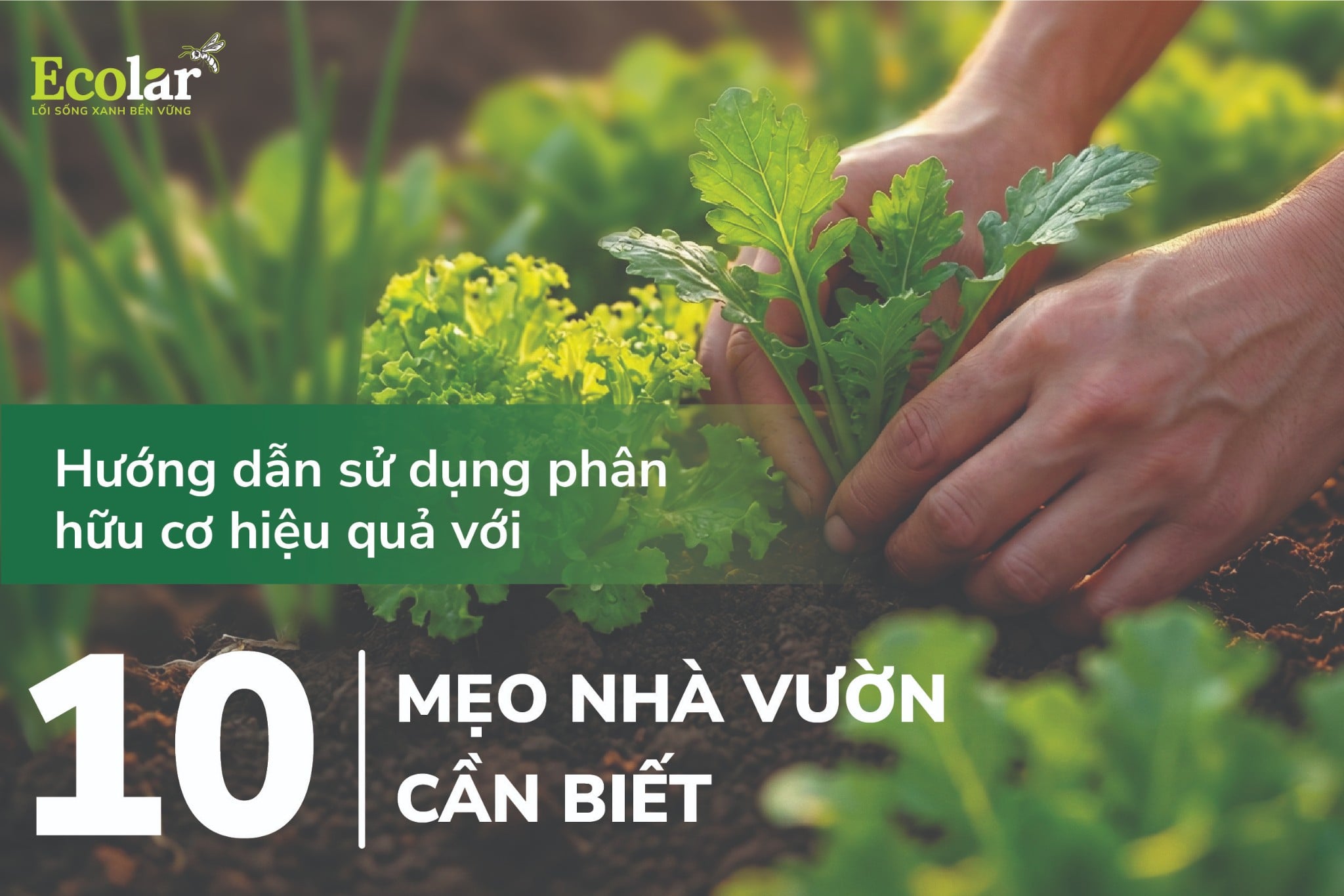 Hướng dẫn sử dụng phân hữu cơ hiệu quả với 10 mẹo nhà vườn cần biết