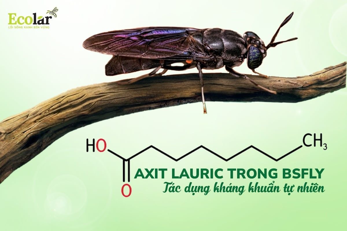 Axit Lauric Trong BSFly: Tác Dụng Kháng Khuẩn Tự Nhiên