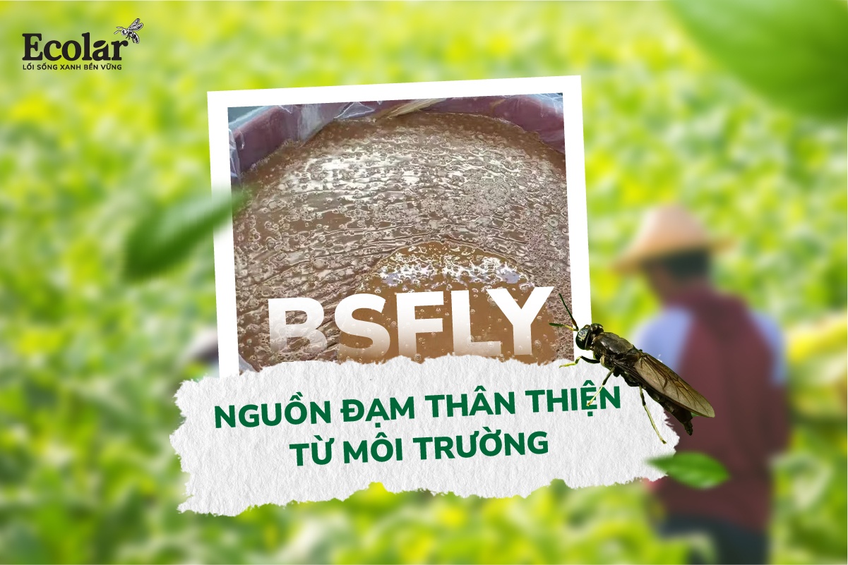 BSFly – Nguồn Đạm Thân Thiện Từ Môi Trường