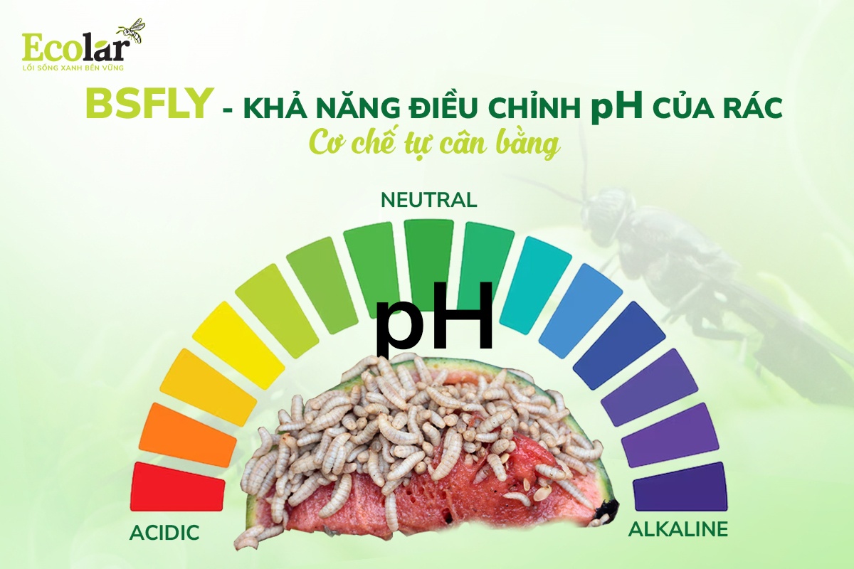 BSFly Và Khả Năng Điều Chỉnh PH Của Rác - Cơ Chế Tự Cân Bằng