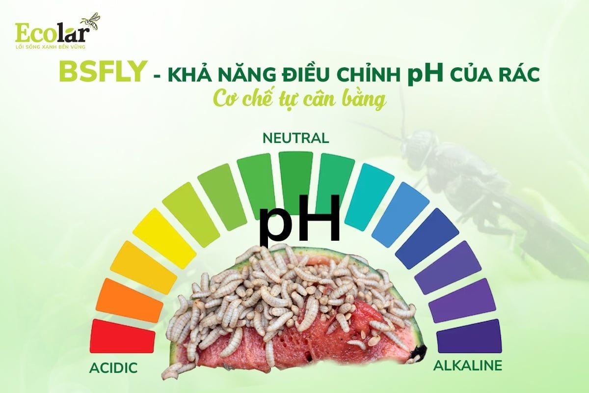 BSFly Và Khả Năng Điều Chỉnh PH Của Rác - Cơ Chế Tự Cân Bằng