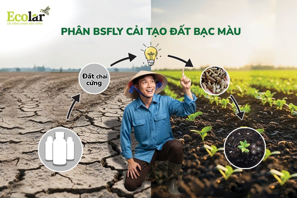 Cách Sử Dụng Phân BSFly Để Cải Tạo Đất Bạc Màu