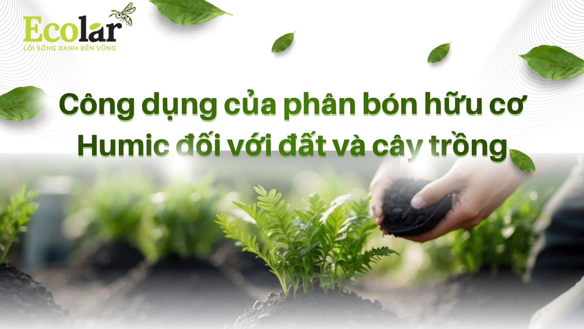 Công dụng của phân bón hữu cơ humic đối với đất và cây trồng