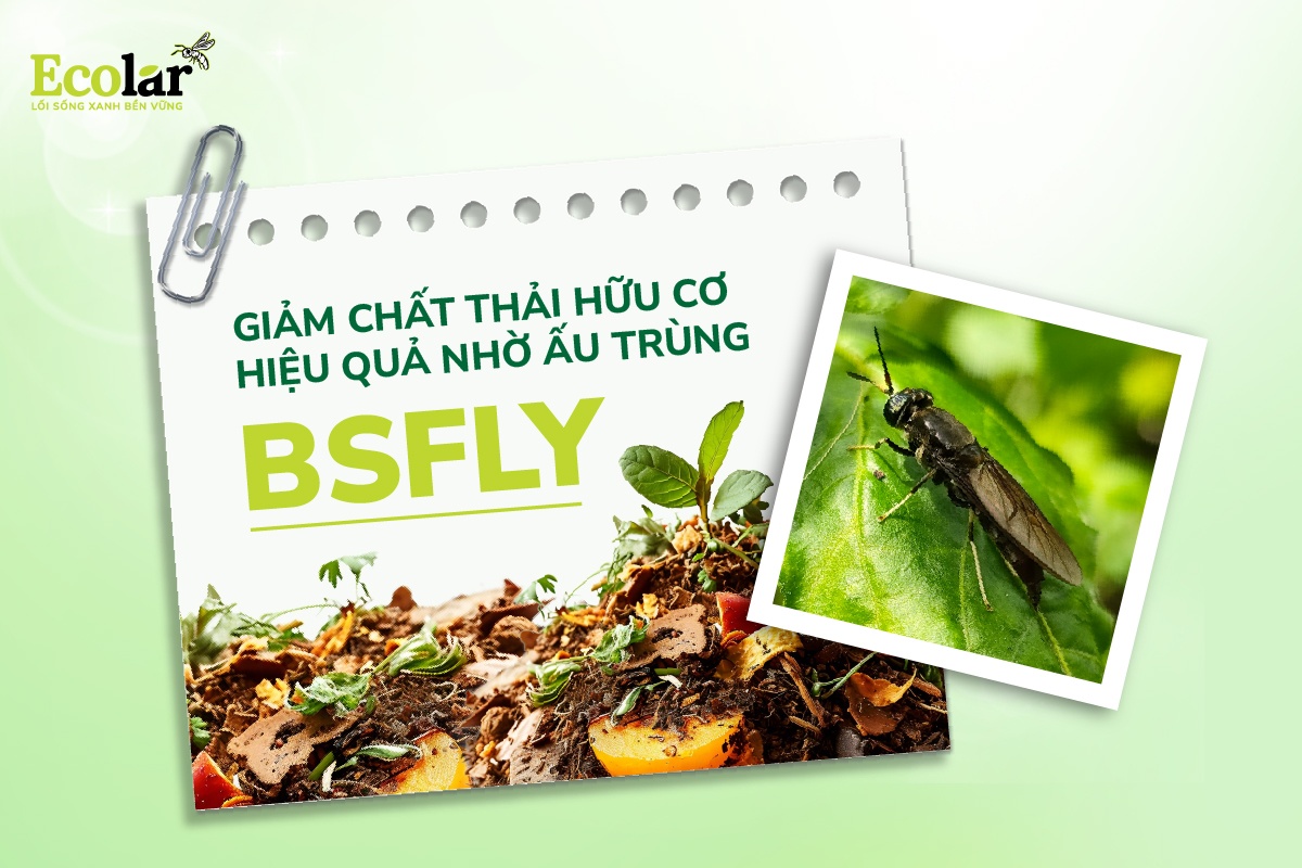 Giảm Chất Thải Hữu Cơ Hiệu Quả Nhờ Ấu Trùng BSFly