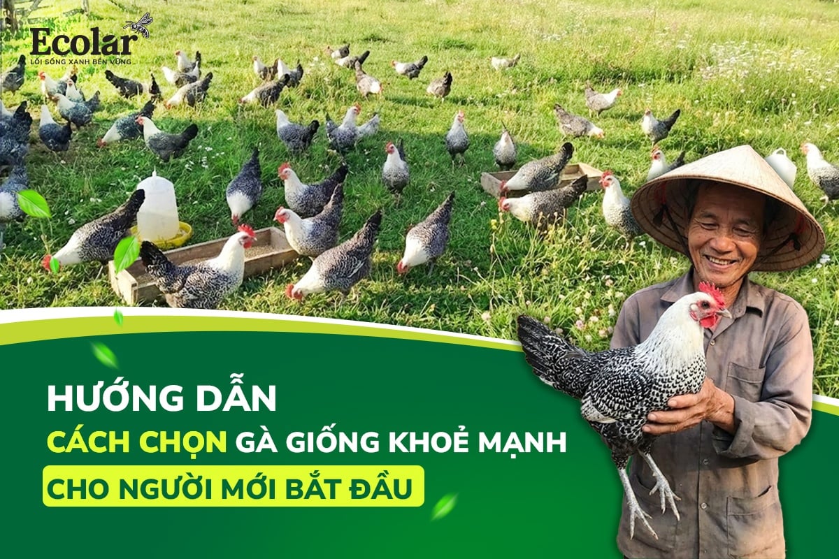 Gà Giống: Hướng Dẫn Cách Chọn Gà Giống Khỏe Mạnh Cho Người Mới Bắt Đầu