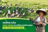 Gà Giống: Hướng Dẫn Cách Chọn Gà Giống Khỏe Mạnh Cho Người Mới Bắt Đầu