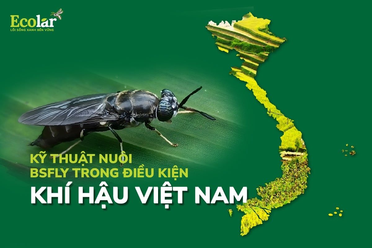 Kỹ Thuật Nuôi BSFly Trong Điều Kiện Khí Hậu Việt Nam