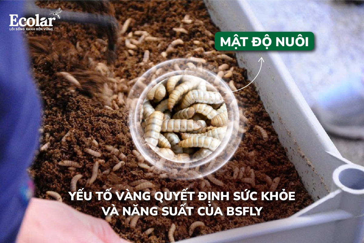 Mật Độ Nuôi Tối Ưu Giúp BSFly Khỏe Mạnh Và Ít Hao Hụt