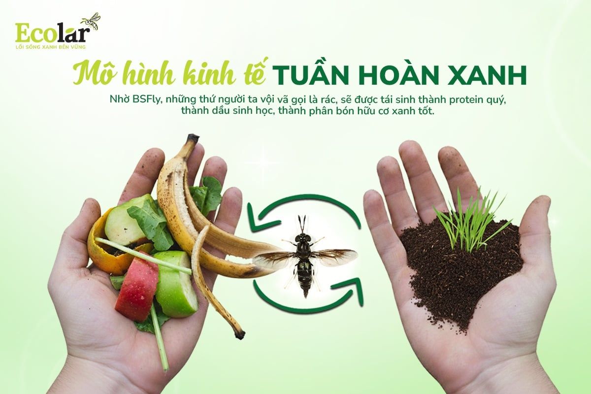 BSFly: Mô Hình Kinh Tế Tuần Hoàn Xanh